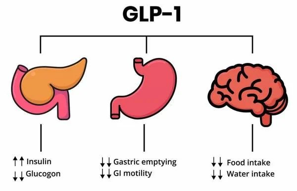 GLP-1 – sihtorganid: kõhunääre, magu ja aju (diagramm)