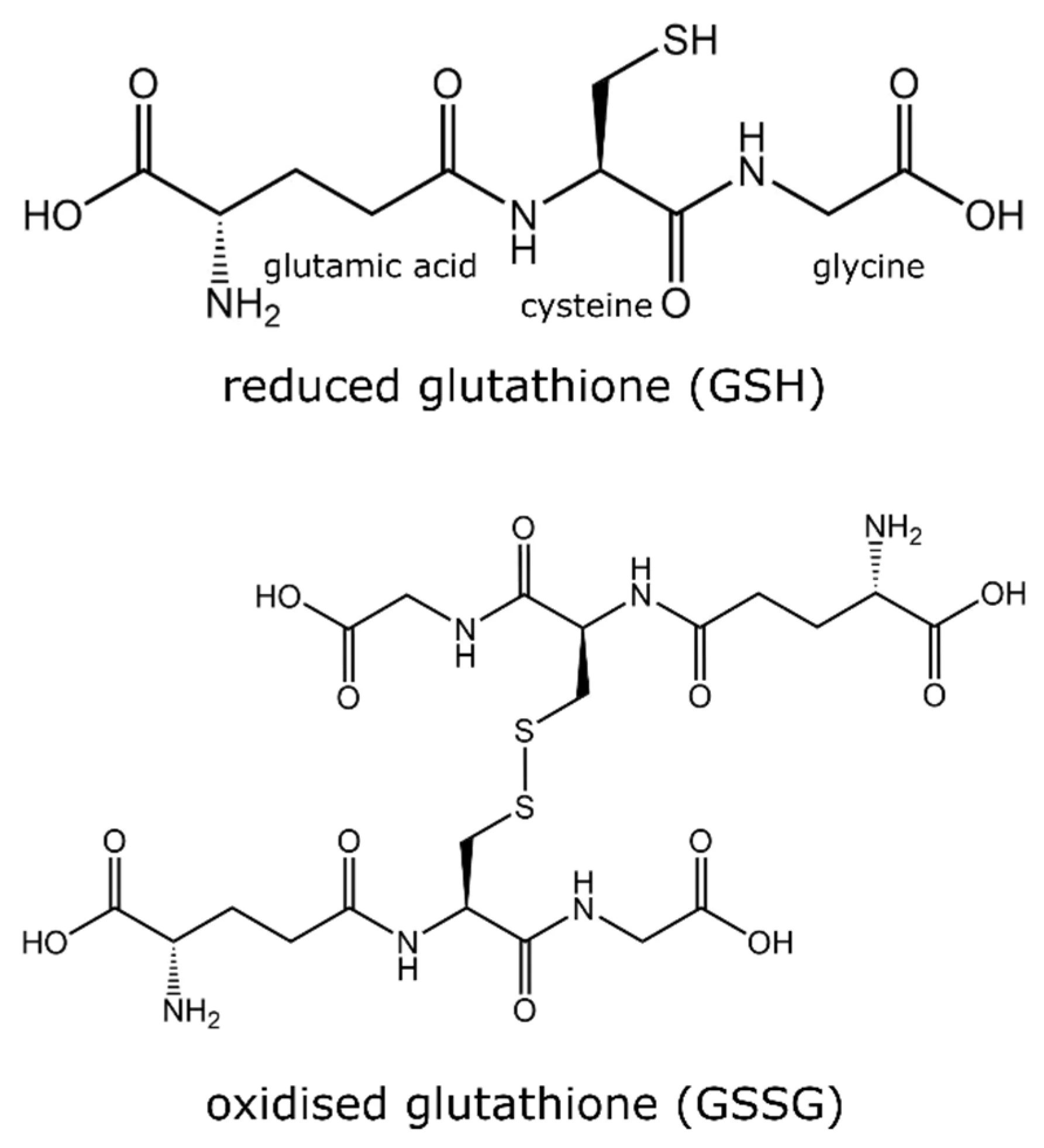 Redutseeritud glutatiooni (GSH) ja oksüdeeritud glutatiooni (GSSG) struktuurid