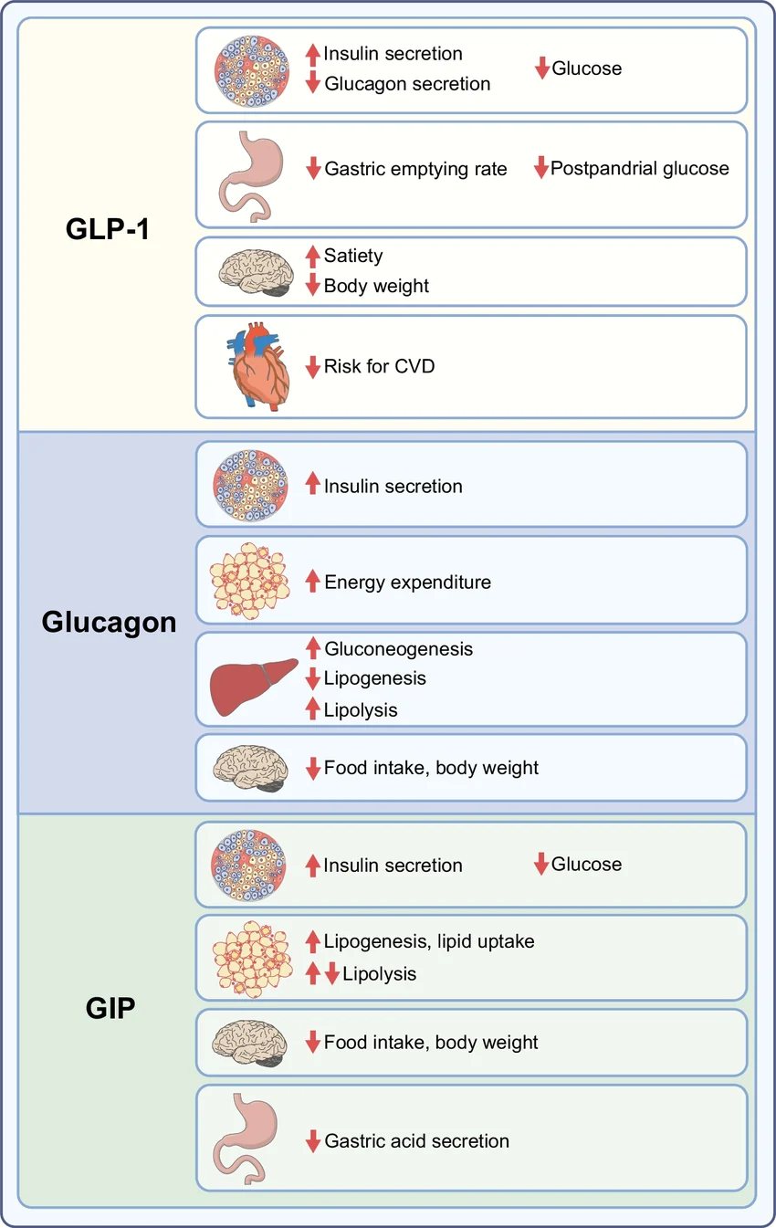 Toimemehhanismid GLP-1, GIP ja glükagooni retseptoritel